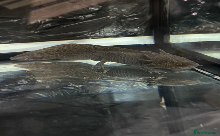 Axolotl reptiles - Advert 1