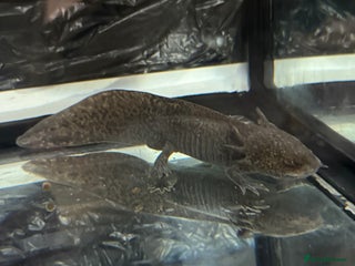 Axolotl reptiles - Advert 4