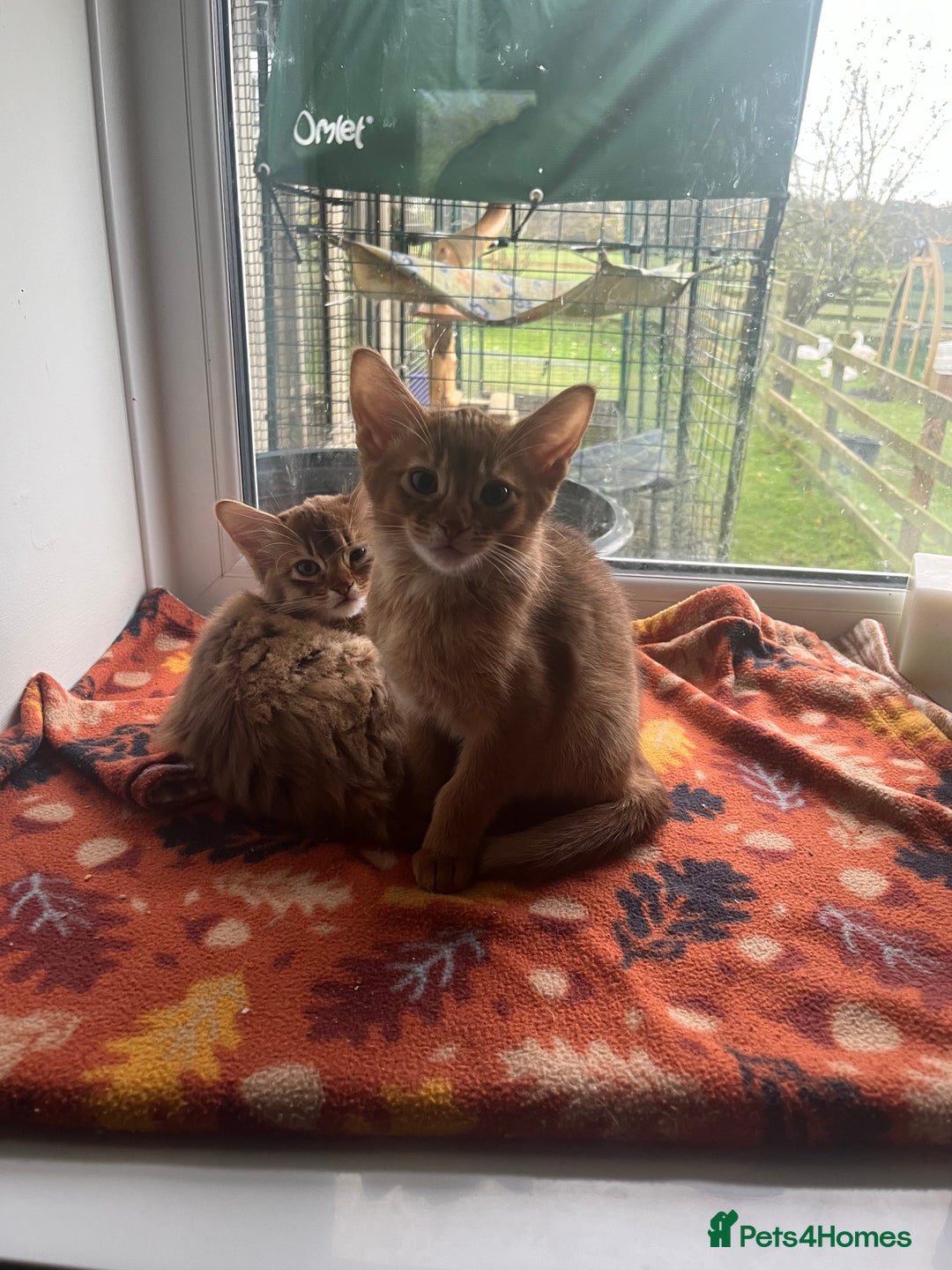 Abyssinian cats for sale: Abyssinian boy available INDOOR HOME ONLY - Advert 3