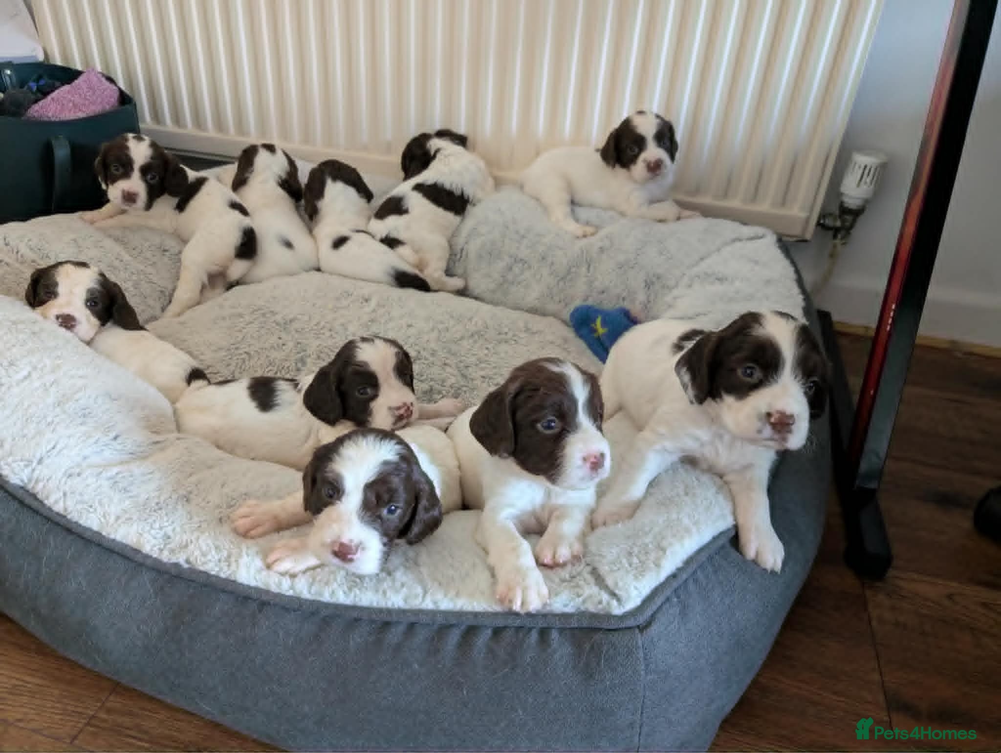 English Springer Spaniel dogs Pedigree English Springer Spaniel Puppies - Advert 2