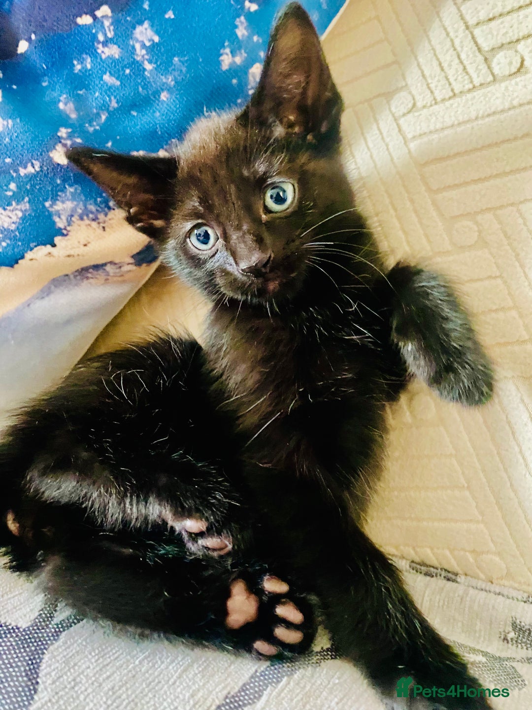 Mixed Breed cats for sale: 4 gorgeous kittens - Image 8
