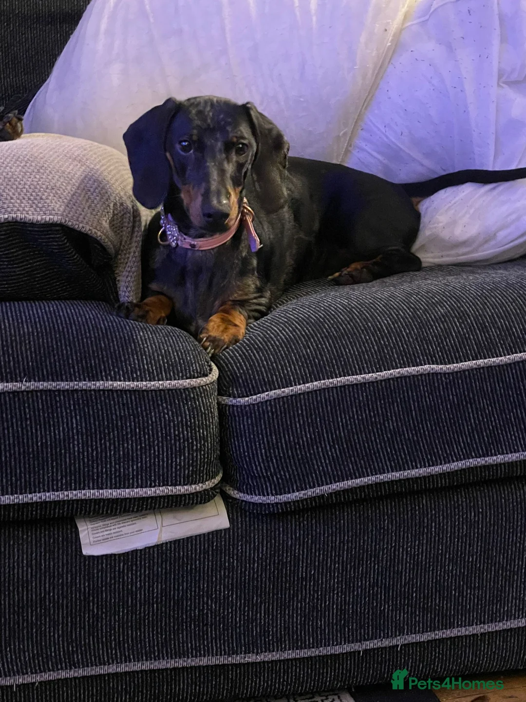 Dachshund dogs for sale: Dauchshund  - Advert 1