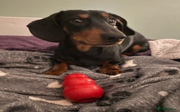 Miniature Dachshund dogs for stud: KC Registered Miniature Dachshund Stud - Image 3