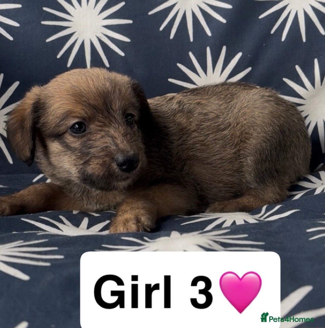 Mixed Breed dogs for sale: Bedlington whippet puppies - Image 22