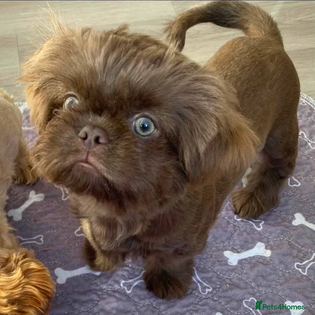 Shih Tzu dogs for stud: KC REG LILAC imperial stud. FREE ATM TO PROVE STUD - Advert 1