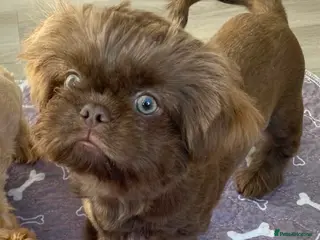 Shih Tzu dogs Frankenstein imperial shih szu stud - Advert 16