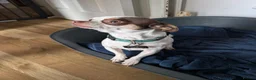 Chihuahua dogs for sale: Apple Head Chihuahua - Advert 8