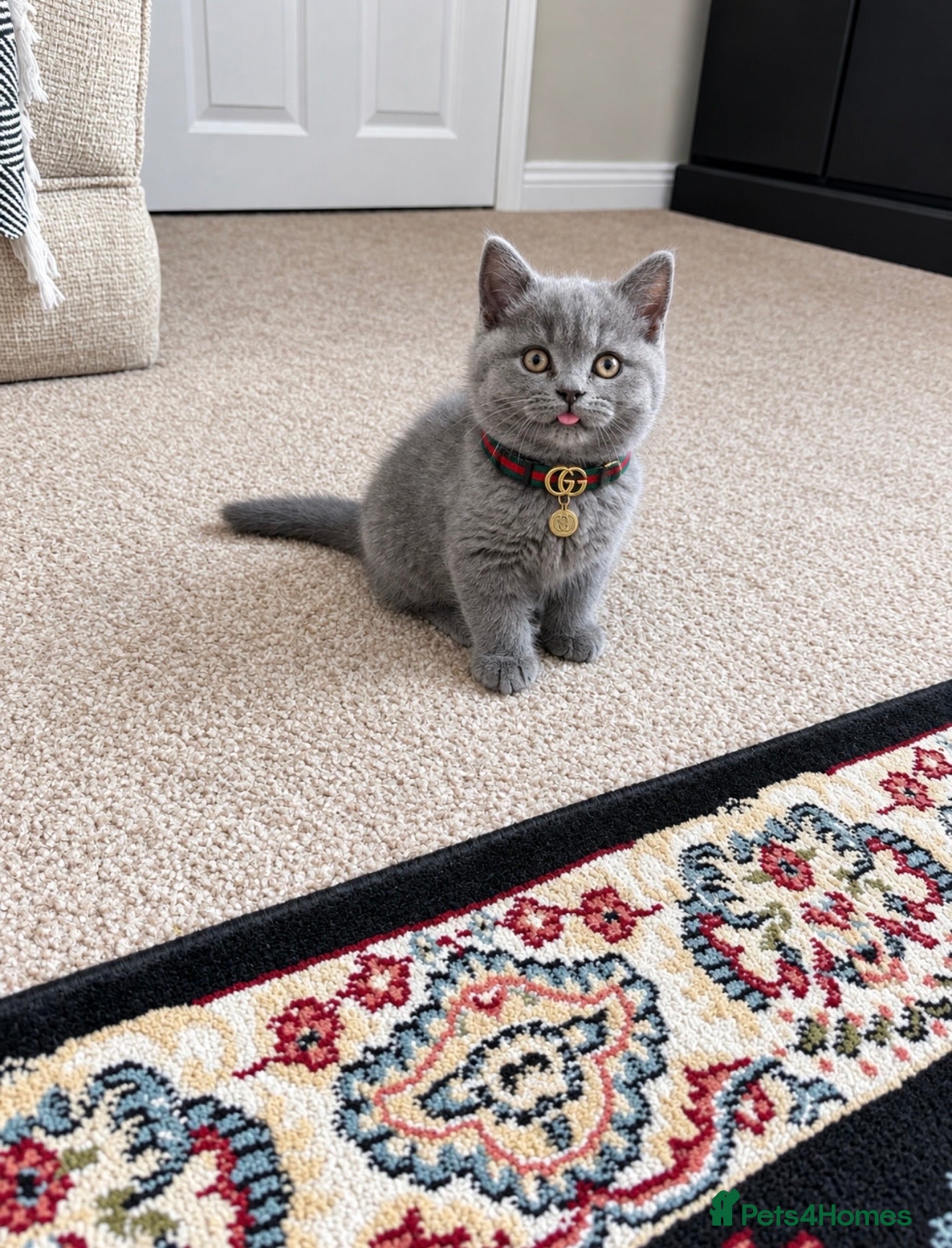British Shorthair cats TICA- Registered Female British Shorthair Kitten🐾 - Advert 3