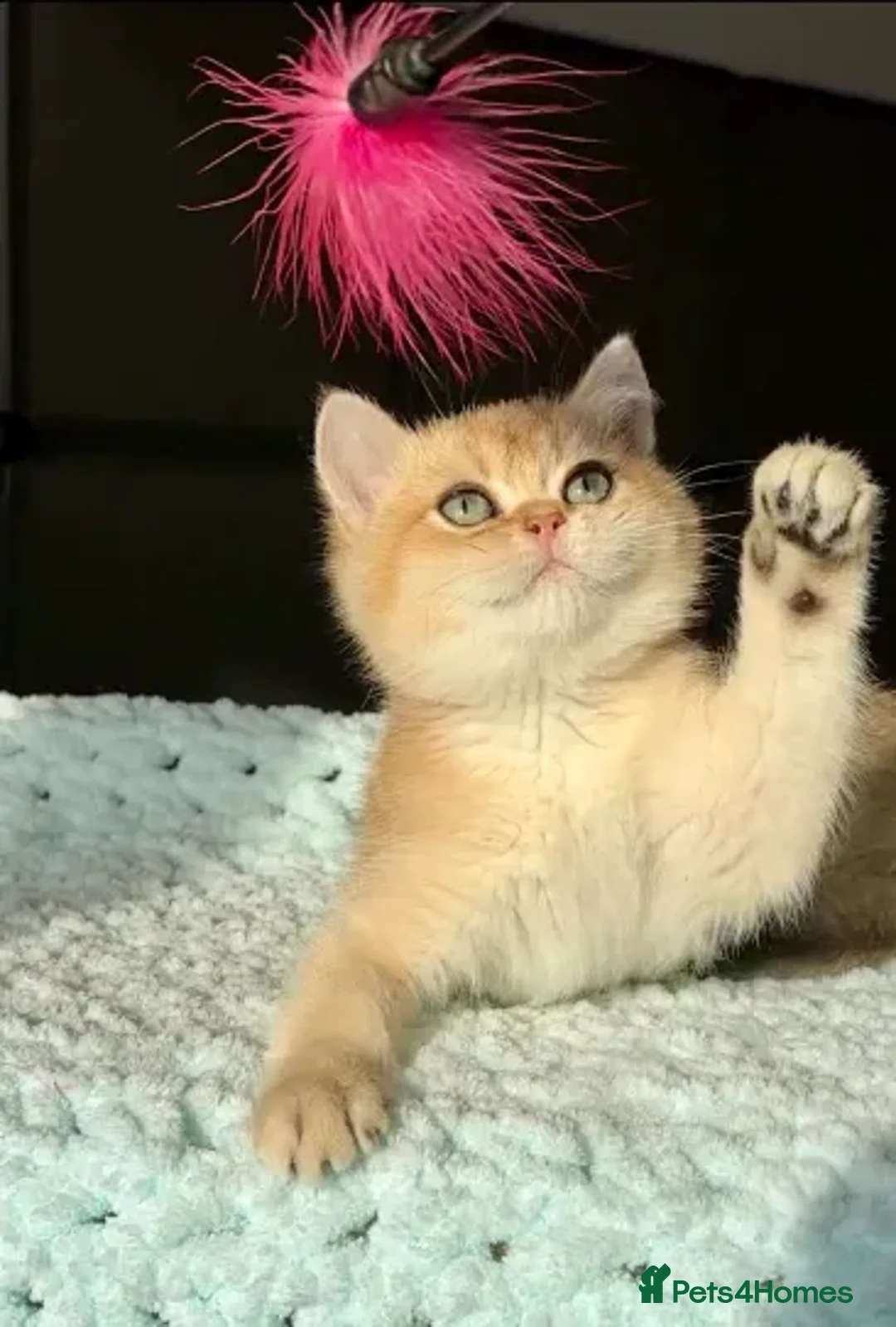 British Shorthair cats for sale: British Shorthair BSH Black Golden Shaded - Advert 1