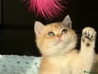 British Shorthair cats British Shorthair BSH Black Golden Shaded - Advert 1