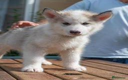 Mixed Breed dogs for sale: Fully vaccinated husky/Malamute Puppies. 3 Left  - Image 15