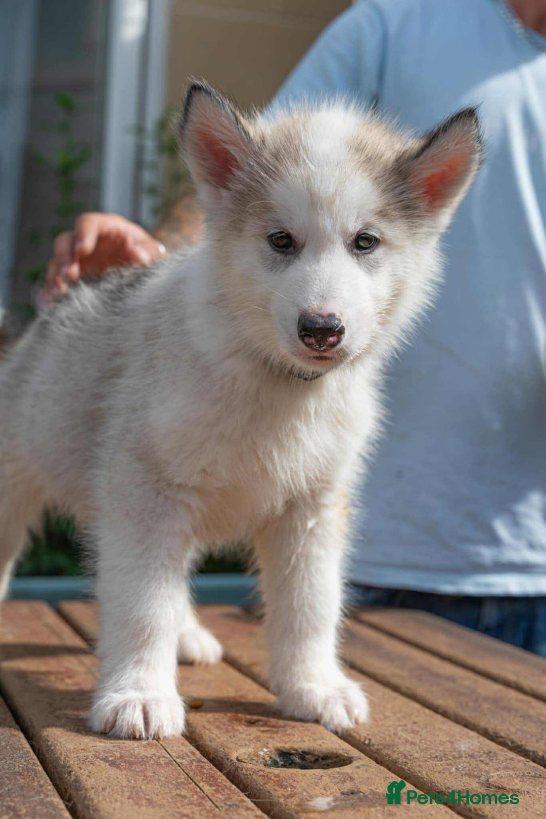 Mixed Breed dogs for sale: Fully vaccinated husky/Malamute Puppies. 3 Left  - Image 15