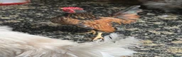 Chickens poultry for sale: 2 Serema cocks 3 months old - Advert 2