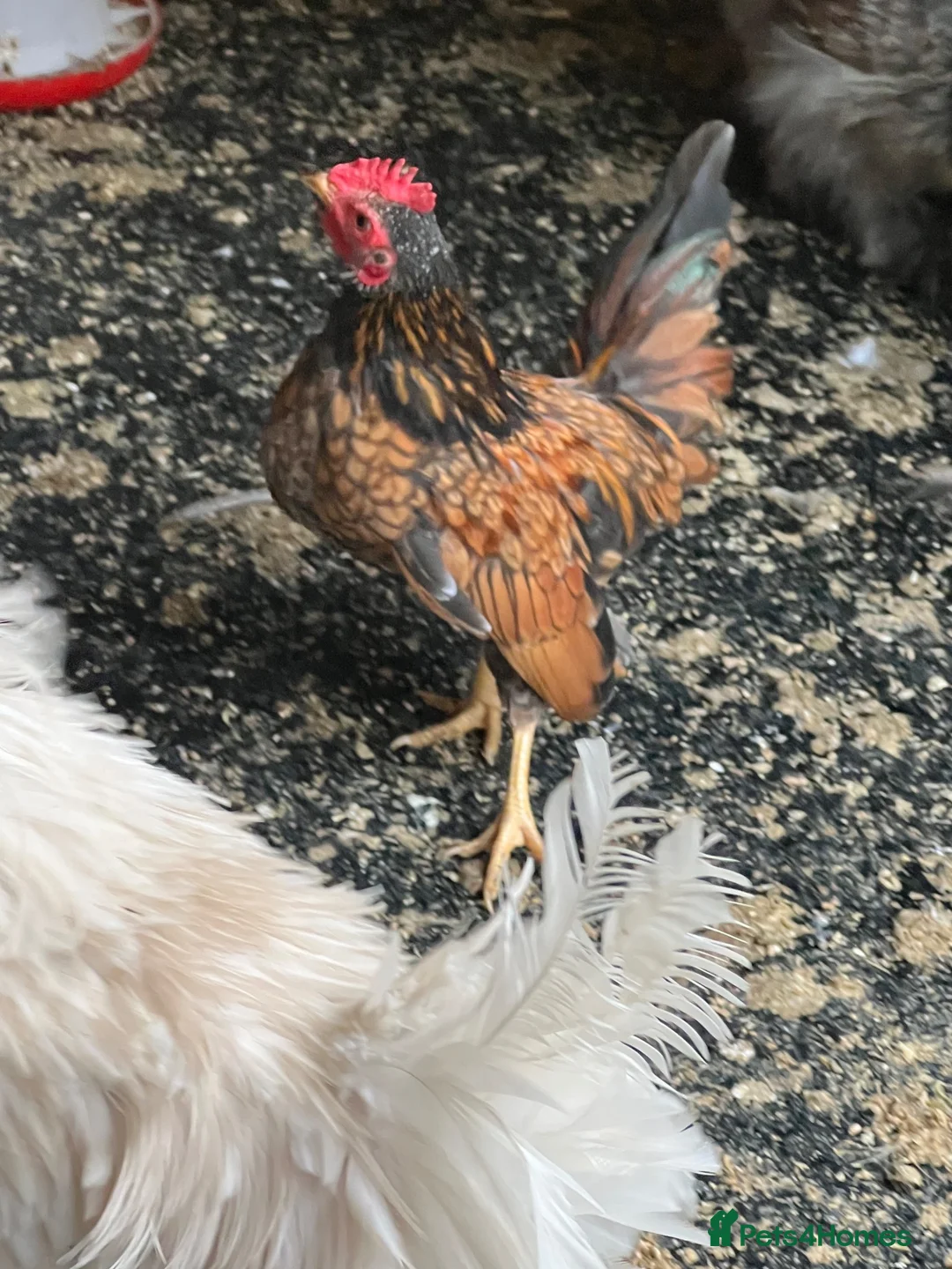 Chickens poultry for sale: 2 Serema cocks 3 months old - Advert 2