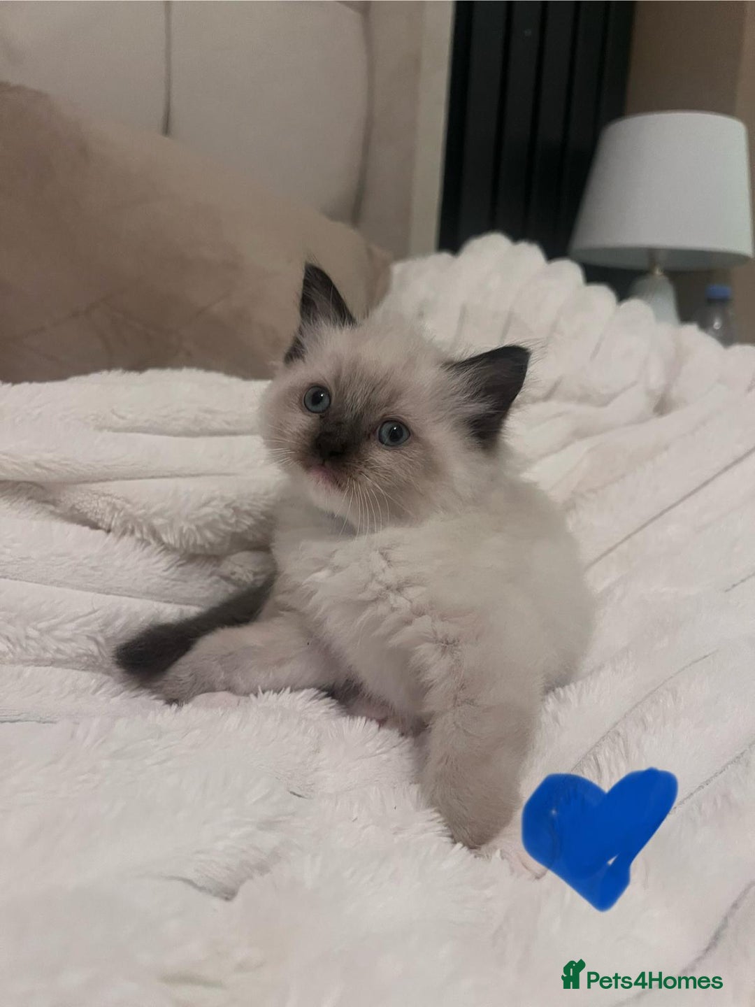 Ragdoll cats for sale: 4 gorgeous Ragdoll kittens for sale - Advert 14