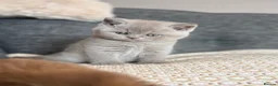 British Shorthair cats for sale: British Shorthair Boy - Advert 2