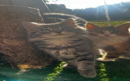 Ragcoon cats for sale: Beautiful ragcoon kittens - Image 2