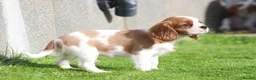 Cavalier King Charles Spaniel dogs for sale: Beautiful Cavalier King Charles Spaniel puppies - Advert 29