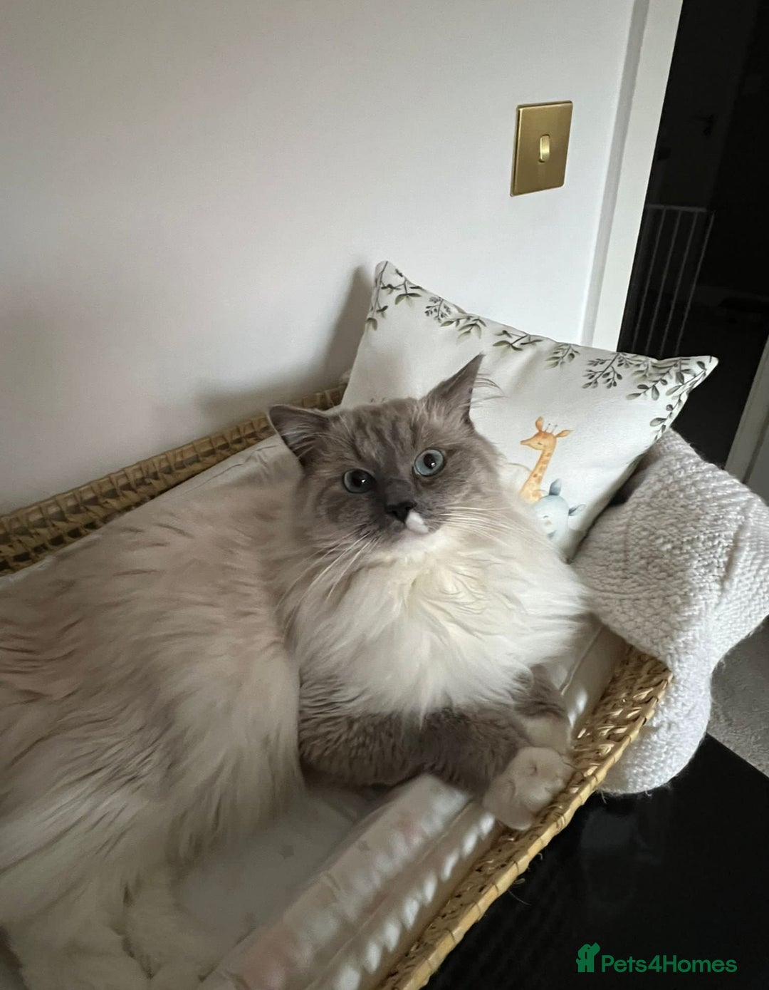 Ragdoll cats for sale: Breathtaking Poseidon - Image 2