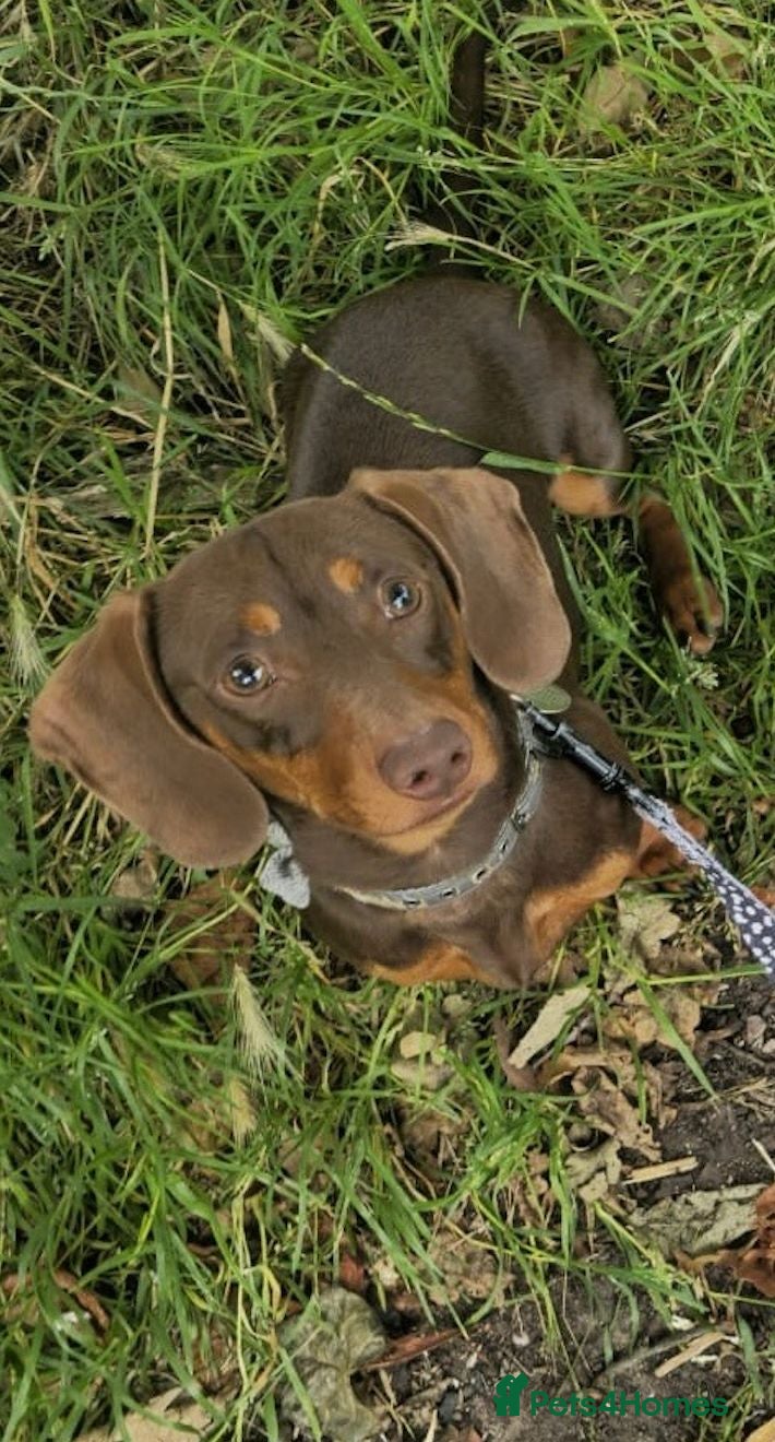 Miniature Dachshund dogs Proven stud, KC registered, fantastic temperament - Advert 2