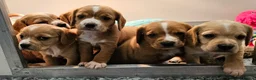 Bocker dogs for sale: Beautiful Red Bocker Pups - Ready 18.02.26 - Advert 4