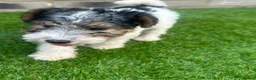 Fox Terrier dogs for sale: Fox Terrier Puppies For Sale  in Ashford - Advert 16