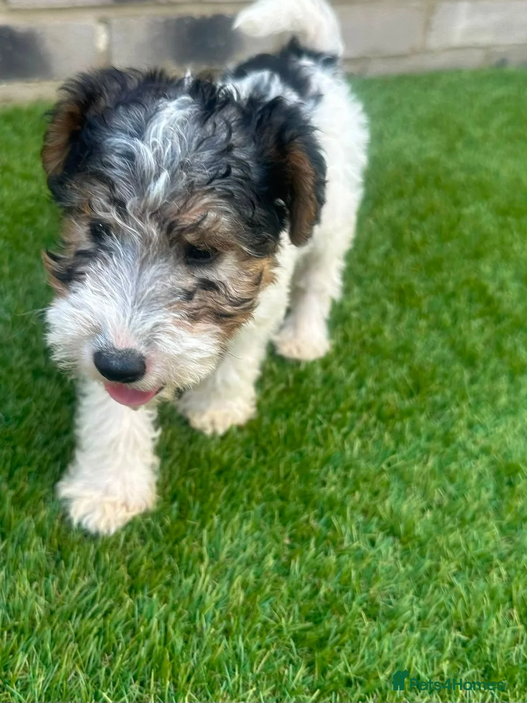 Fox Terrier dogs for sale: Fox Terrier Puppies For Sale  in Ashford - Advert 16