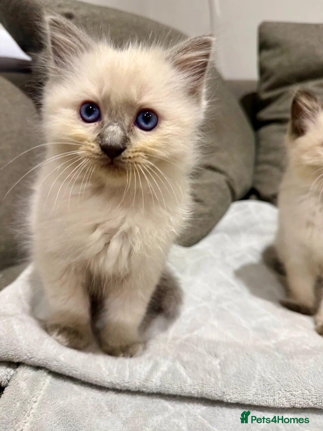 Ragdoll cats for sale: GCCF REGISTERED RAGDOLL BOYS AVAILABLE  - Advert 1