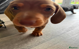 Dachshund dogs for sale: 15 weeks old female  - Image 5