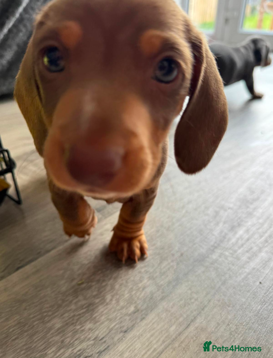Dachshund dogs for sale: 15 weeks old female  - Image 5