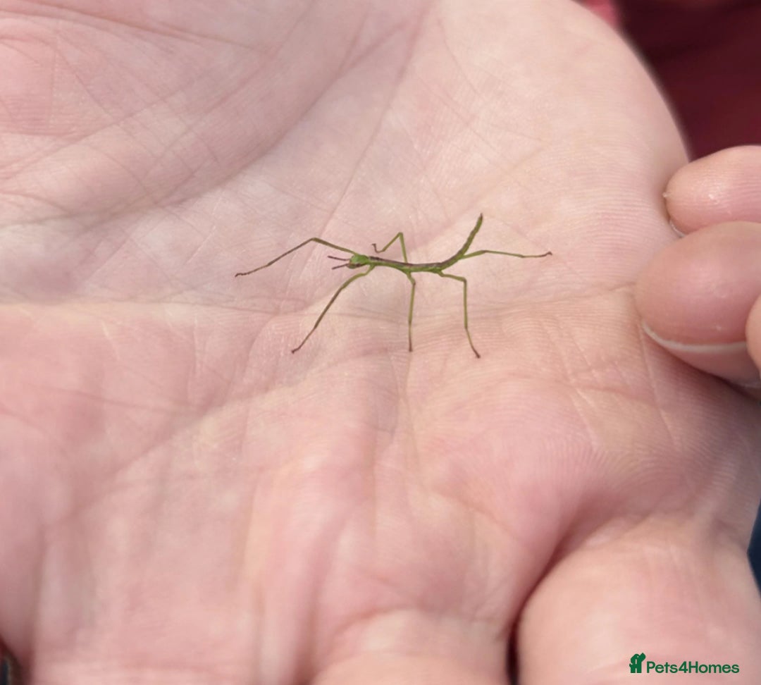 Stick Insects invertebrates for sale: Baby Indian Stick Insects - Free To A Good Home - Image 1