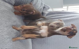 Jack Russell dogs for sale: Miniature jack Russell pups - Image 5