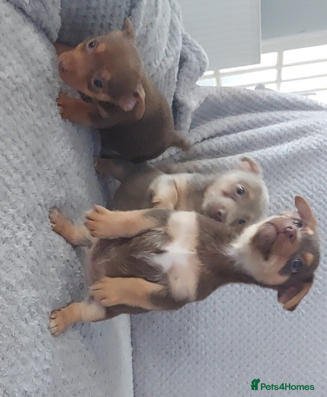 Jack Russell dogs for sale: Miniature jack Russell pups - Image 5