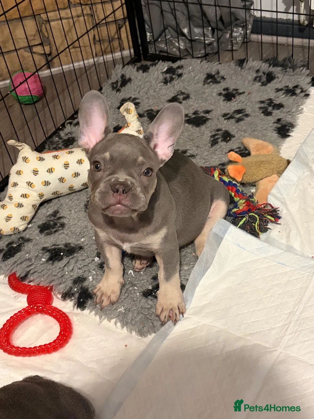 French Bulldog dogs for sale: Male French bulldog puppy  - Advert 5
