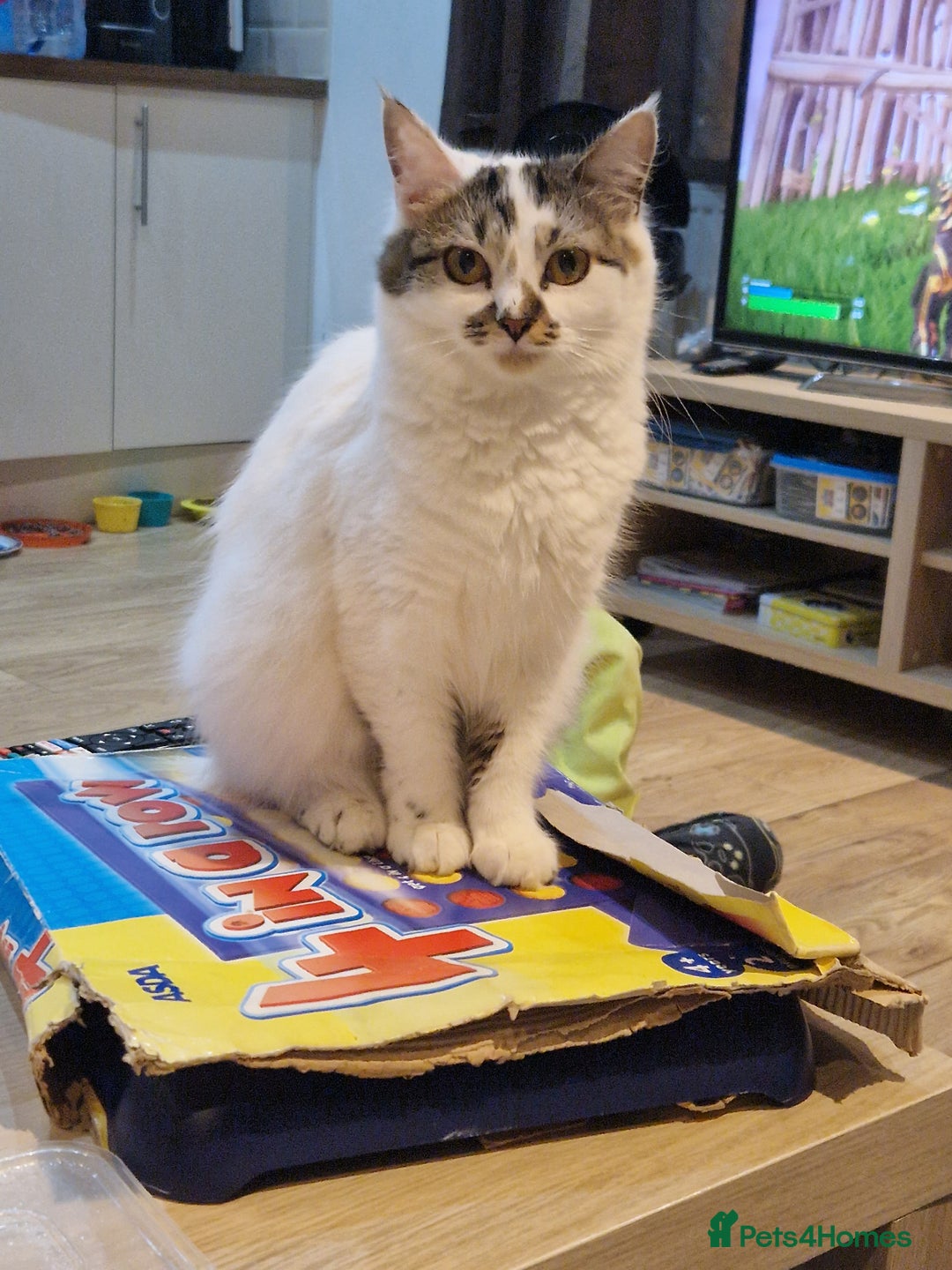 Mixed Breed cats for sale: Two cats to go to a good home - Advert 8