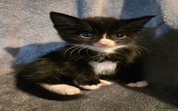 Mixed Breed cats for sale: 5 boys 3 black and white and 2 ginger and white - Image 3