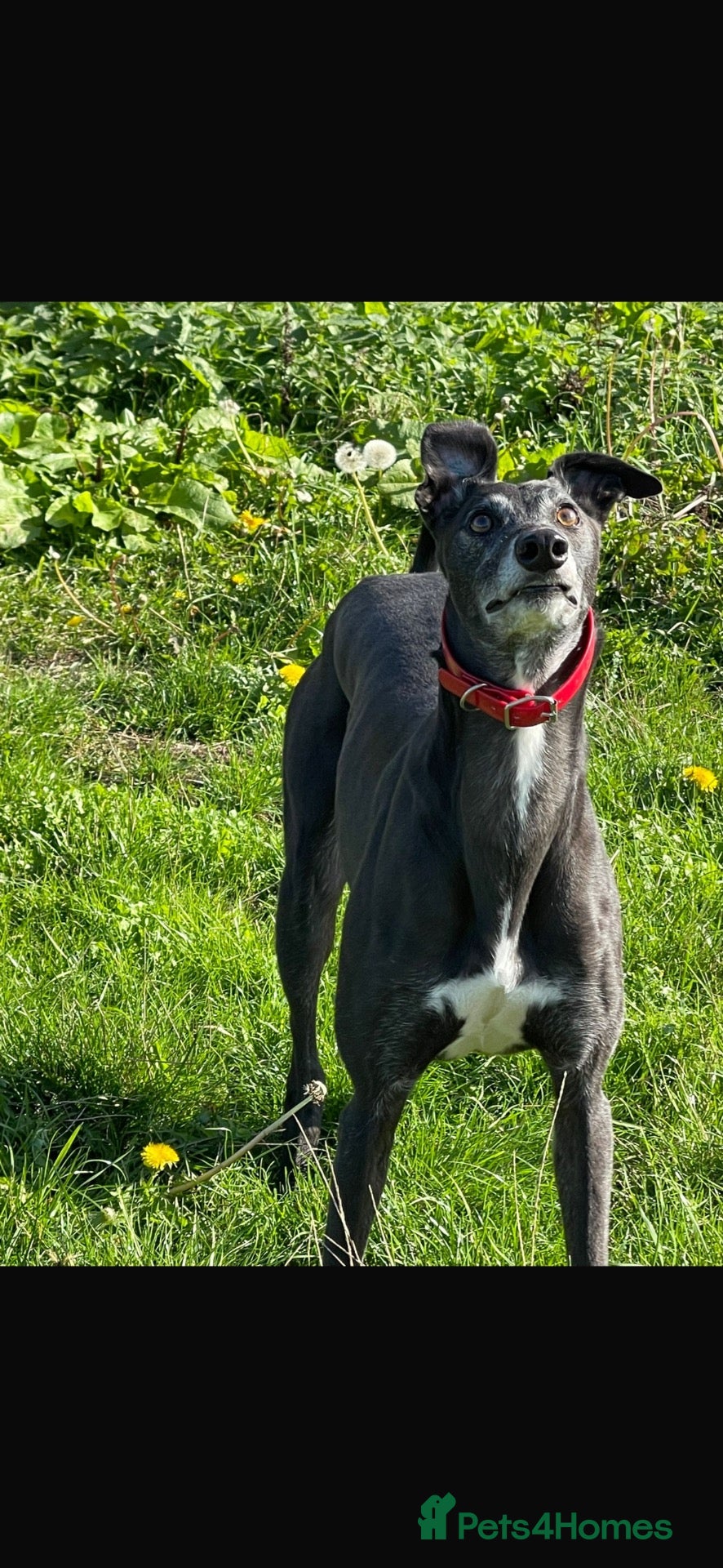 Greyhound dogs paul  - Advert 16