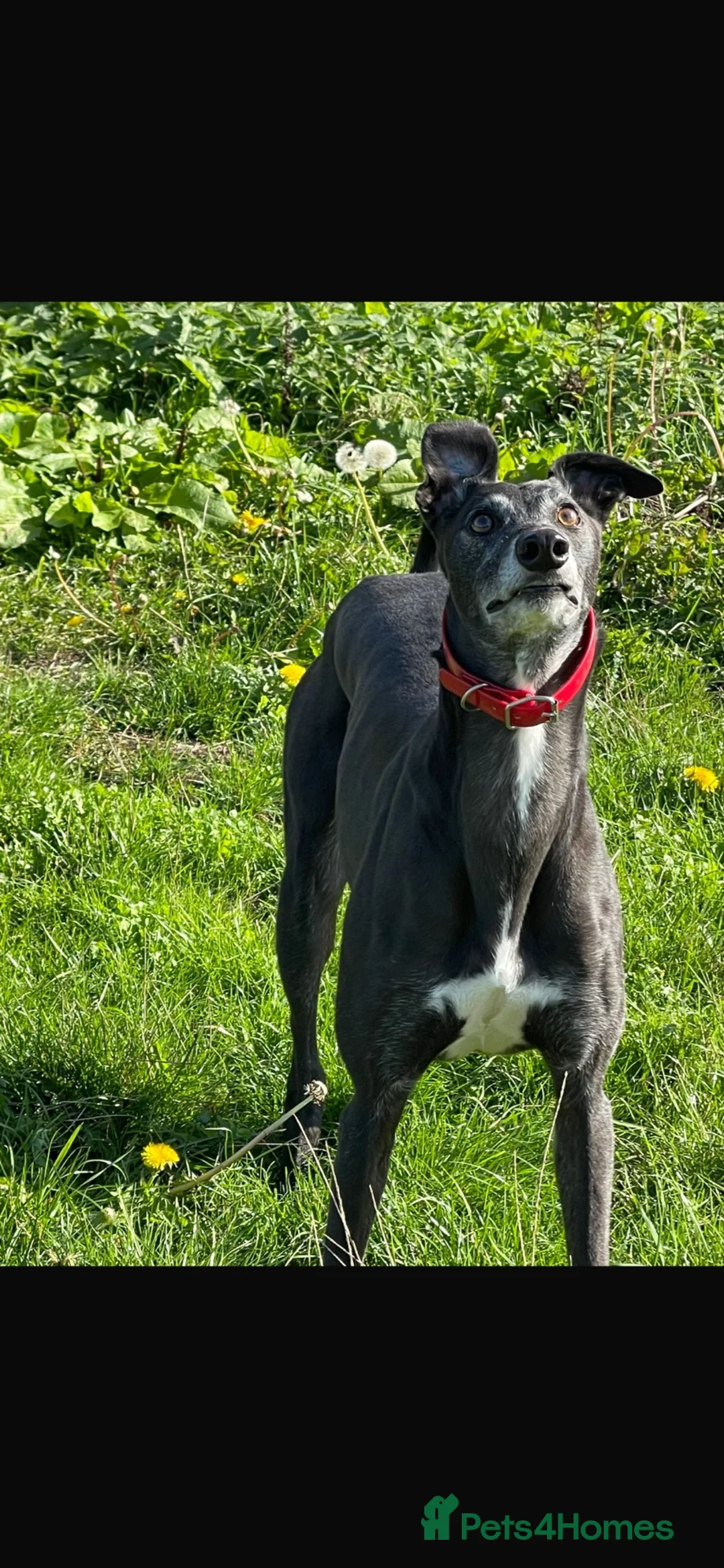 Greyhound dogs for sale: paul  - Advert 1