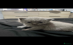 British Shorthair cats for sale: British shorthair kittens  - Image 16