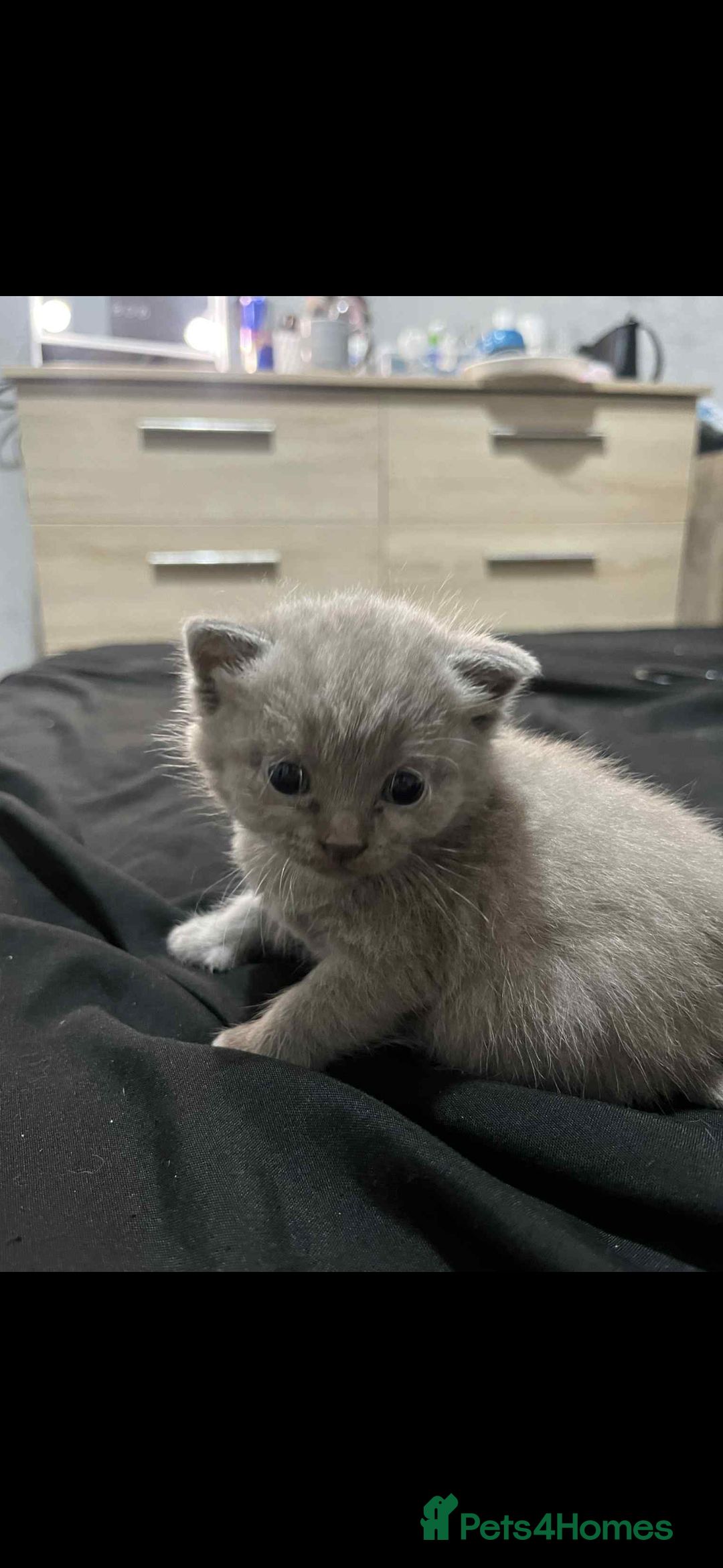 British Shorthair cats for sale: British shorthair kittens  - Image 16