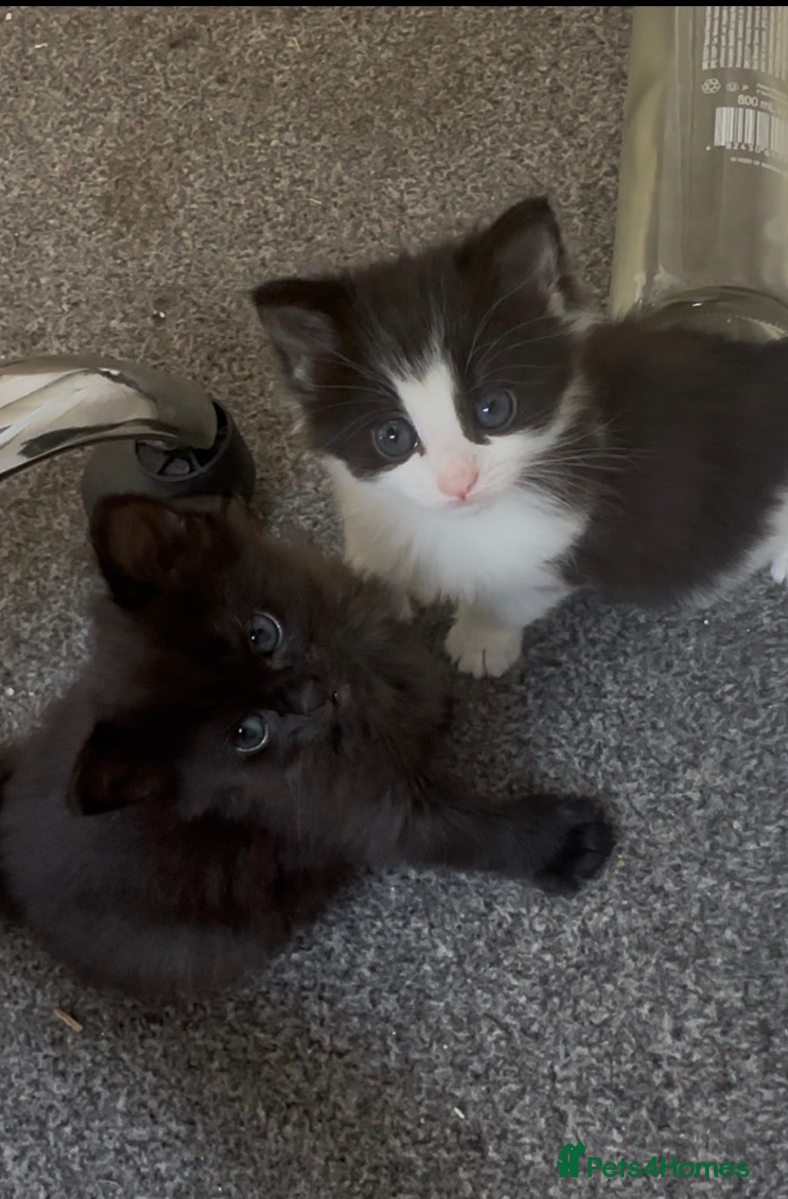 Siberian cats Two Gorgeous Siberian Kittens & Mother Available - Advert 14