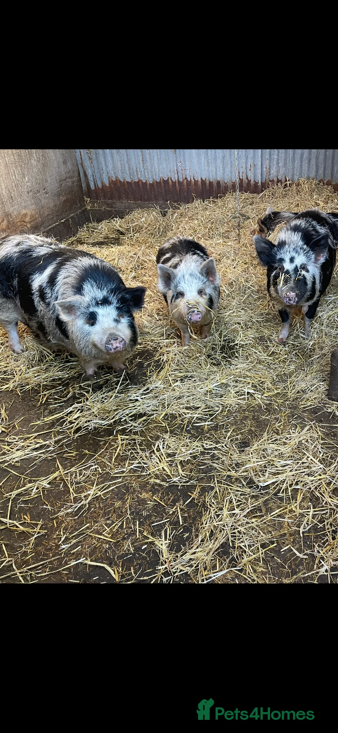 Pig livestock for sale: Pet pigs - Advert 3