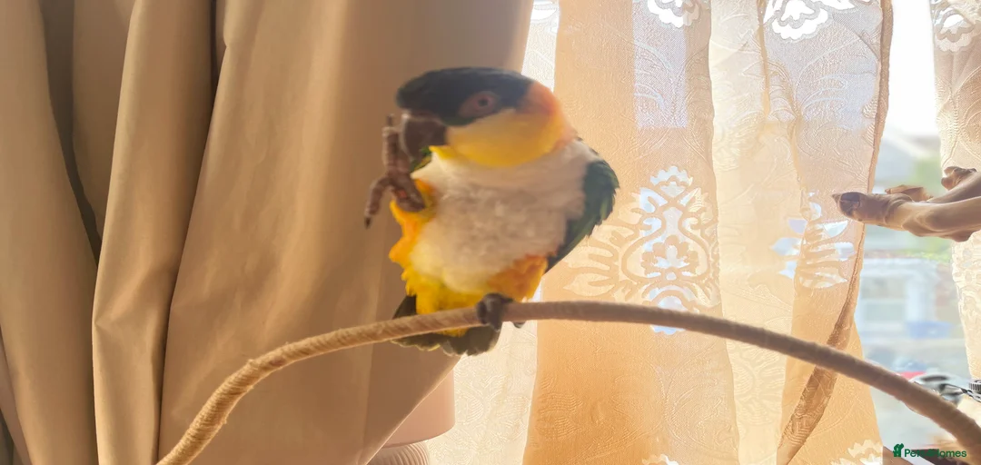 Gallery Image {{count}}