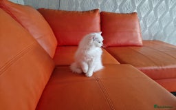 Scottish Fold cats for sale: Pure white Scottish straight - Image 1