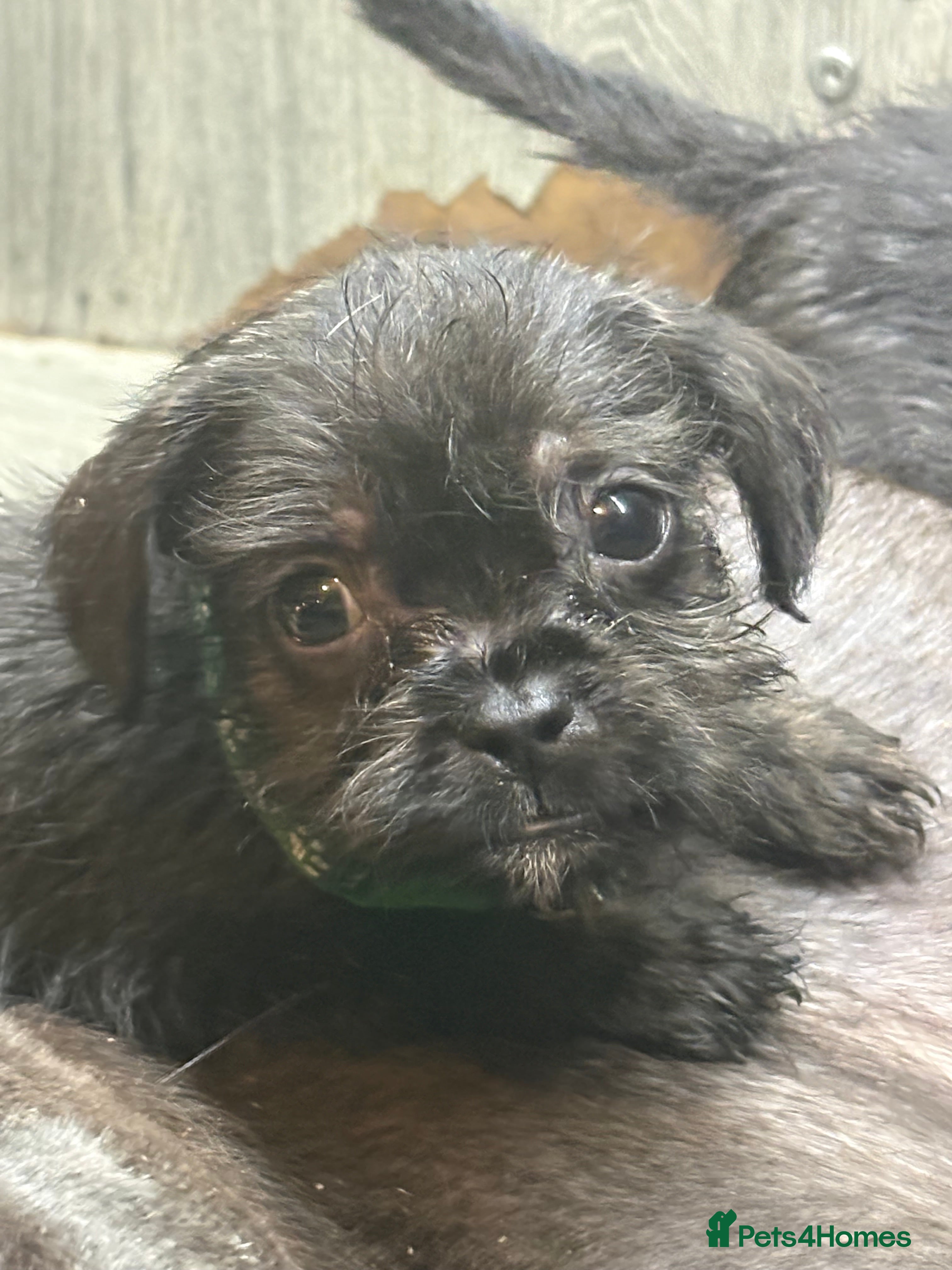 Mixed Breed dogs 5 French bulldog cross pups for sale  - Advert 5