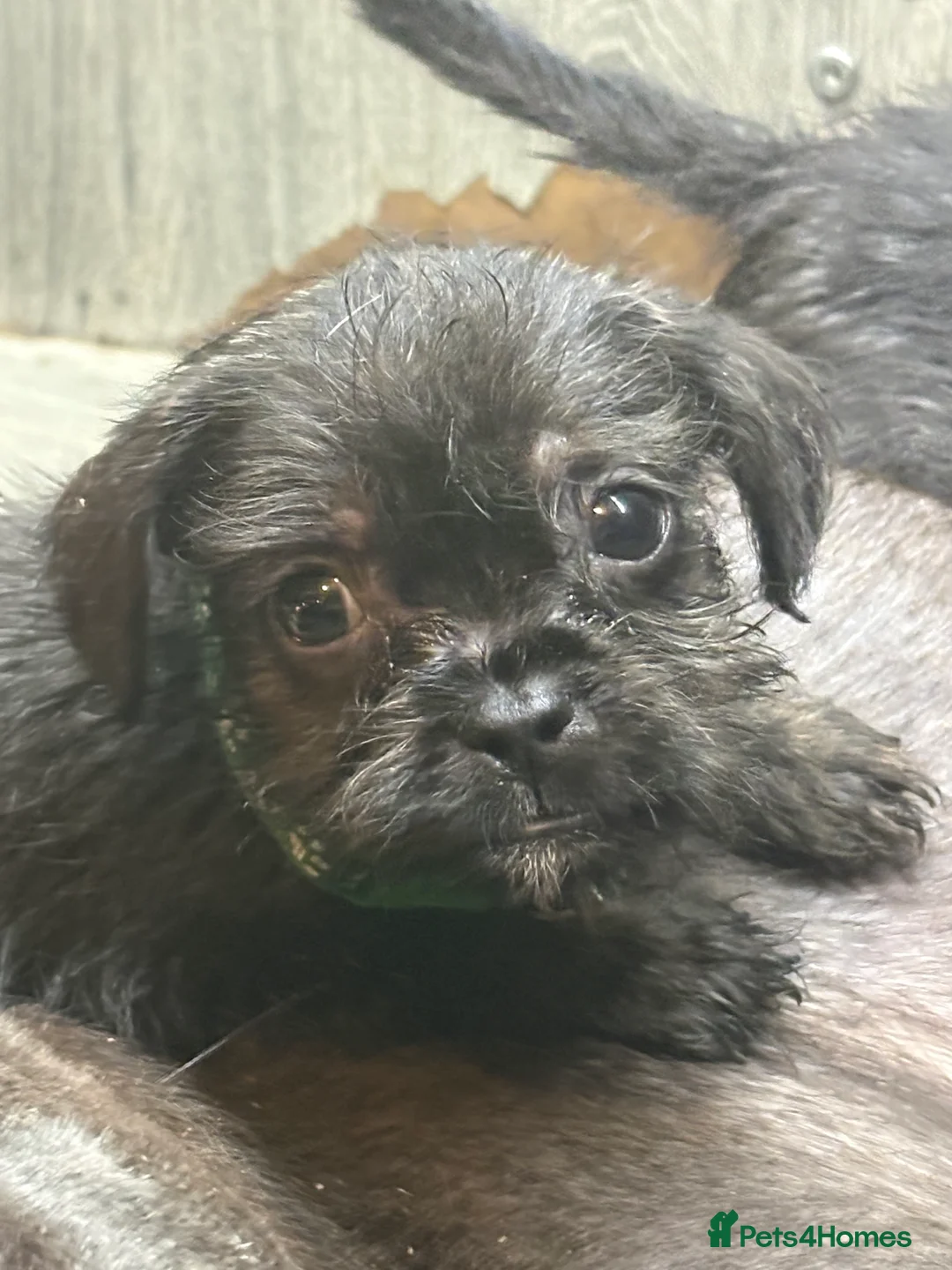 Mixed Breed dogs for sale: 5 French bulldog cross pups for sale  - Advert 1