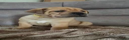 Mixed Breed dogs for sale: Mastiff Bordeaux Puppies - Advert 12