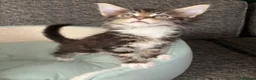 Maine Coon cats for sale: GCCF Maine Coone kittens, tested, vacc, vet check - Advert 7
