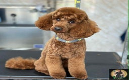 Cockapoo dogs for sale: 3 beautiful cockapoo boys - Image 16