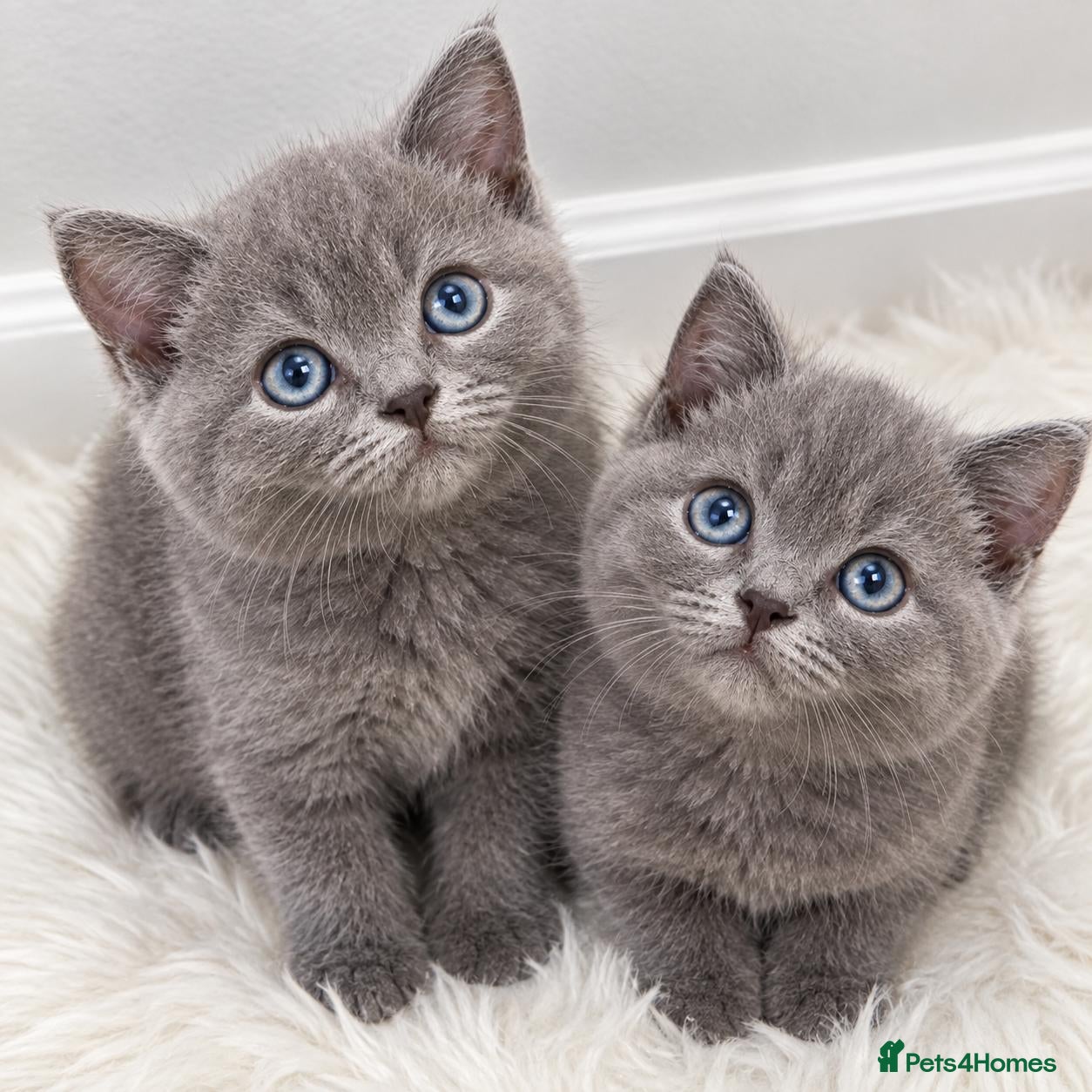 British Shorthair cats GCCF/TICA registered beautiful litter - Advert 1